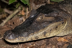DPPhotography - Costa rica - Spectacled caiman - A