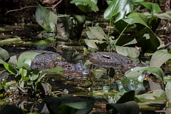 DPPhotography - Costa rica - Spectacled caiman - B