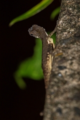 DPPhotography - Costa rica - Stream anole - A