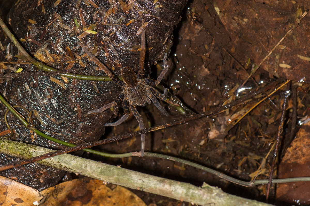 DPPhotography - Costa rica - Ancylometes bogotensis - C.jpg - Ancylometes bogotensis - Tortuguero, Costa Rica