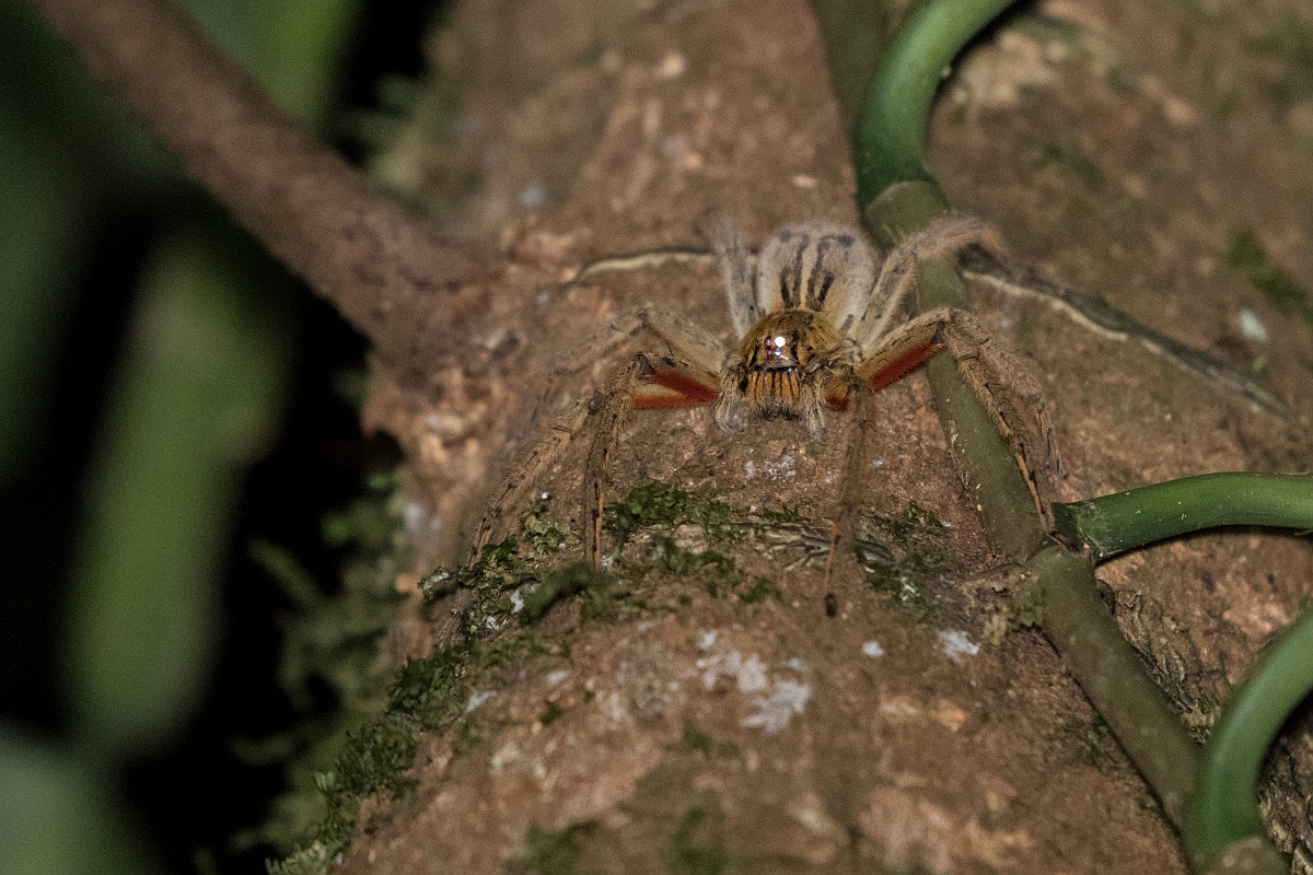 DPPhotography - Costa rica - Cupiennius coccineus - C.jpg - Red-legged banana spider,  Cupiennius coccineus - Rancho Naturalista, Costa Rica
