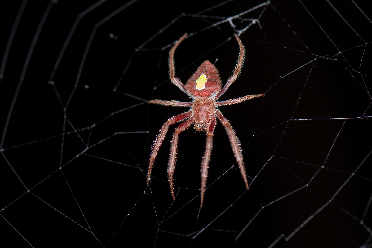 DPPhotography - Costa rica - Eriophora ravilla - A.jpg - Tropical orb weaver, Eriophora ravilla - El Remanso, Costa Rica