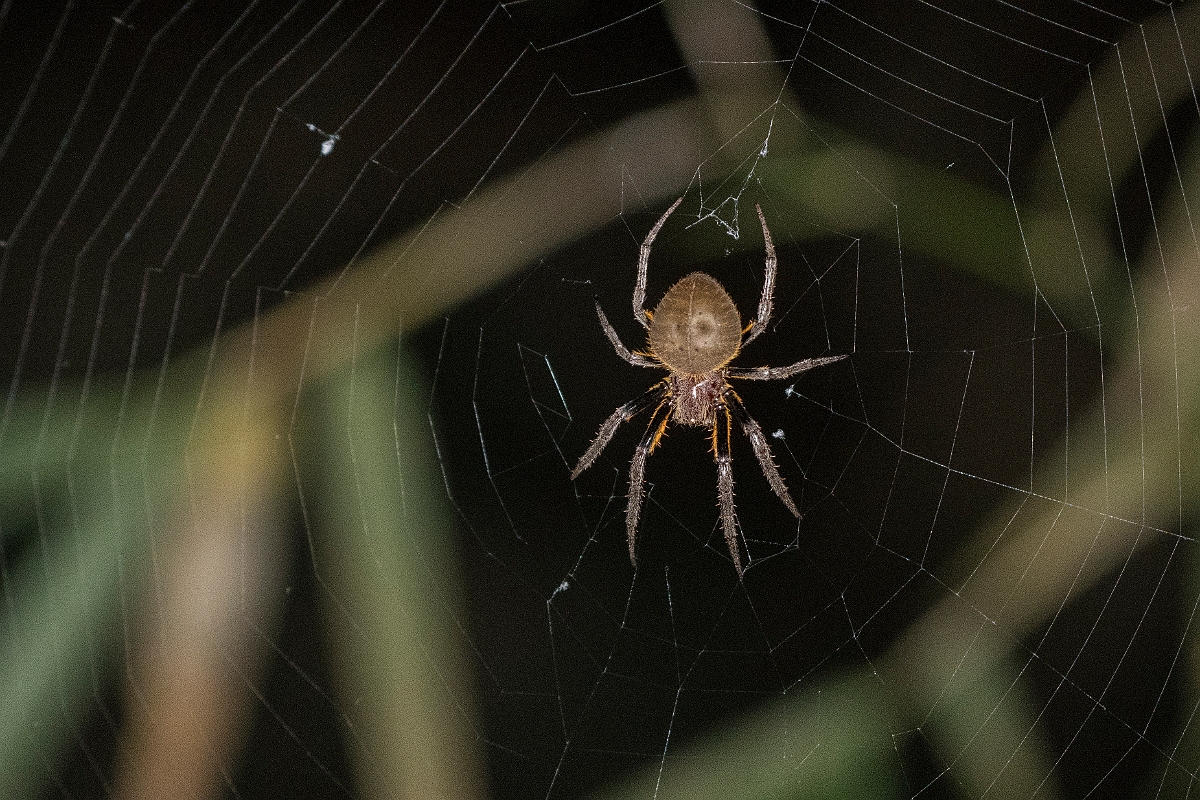 DPPhotography - Costa rica - Eriophora ravilla - B.jpg - Tropical orb weaver, Eriophora ravilla - El Remanso, Costa Rica