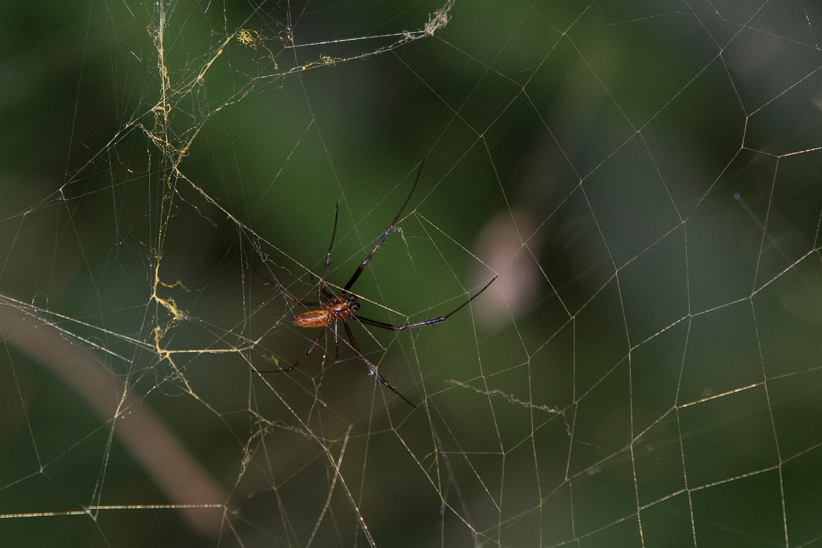 DPPhotography - Costa rica - Nephila clavipes - B.jpg - American golden orb weaver, Nephila clavipes - El Remanso, Costa Rica