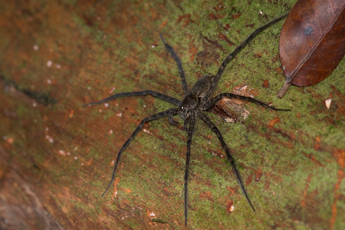 DPPhotography - Costa rica - Trechalea tirimbina - C.jpg - Water spider, Trechalea tirimbina - El Remanso, Costa Rica