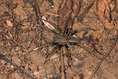 DPPhotography - Costa rica - Ancylometes bogotensis - A