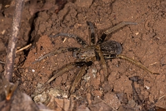 DPPhotography - Costa rica - Ancylometes bogotensis - B