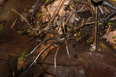 DPPhotography - Costa rica - Ancylometes bogotensis - D