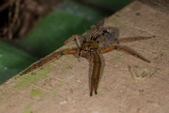 DPPhotography - Costa rica - Cupiennius coccineus - A