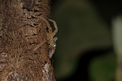 DPPhotography - Costa rica - Cupiennius coccineus - B