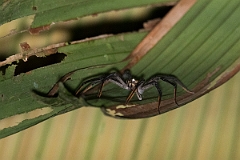 DPPhotography - Costa rica - Cupiennius getazi - A