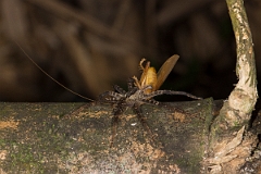DPPhotography - Costa rica - Cupiennius salei - A