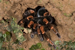 DPPhotography - Costa rica - Megaphobema mesomelas - A