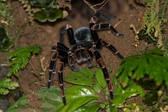 DPPhotography - Costa rica - Megaphobema mesomelas - B