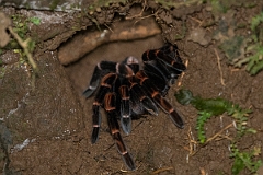 DPPhotography - Costa rica - Megaphobema mesomelas - C