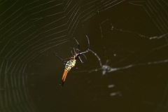DPPhotography - Costa rica - Micrathena brevipes - A
