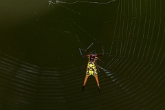 DPPhotography - Costa rica - Micrathena brevipes - B