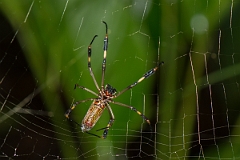 DPPhotography - Costa rica - Nephila clavipes - A