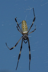 DPPhotography - Costa rica - Nephila clavipes - C