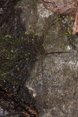 DPPhotography - Costa rica - Trechalea tirimbina - A