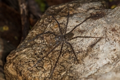 DPPhotography - Costa rica - Trechalea tirimbina - B