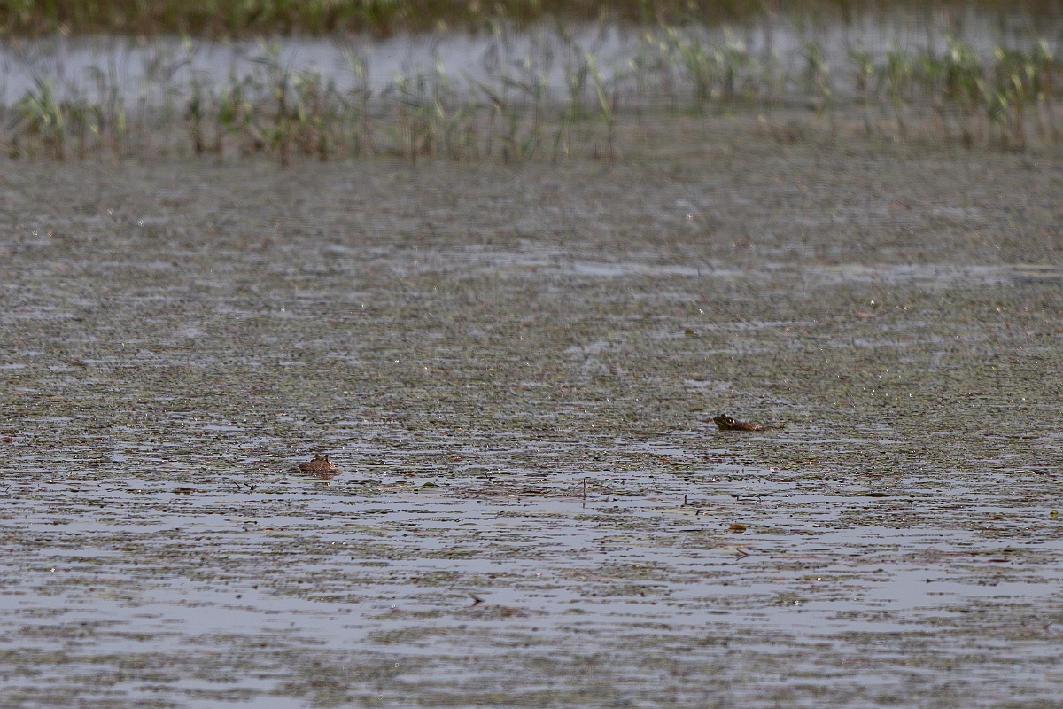 DPPhotography - Texas - American bullfrog, Lithobates catesbeianus - A.jpg - American bullfrog, Lithobates catesbeianus - Attwater NWR, Texas