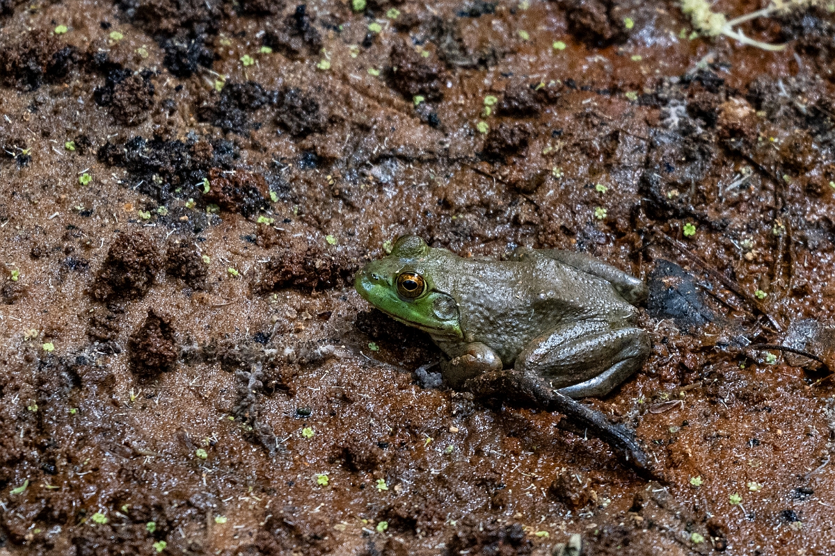 DPPhotography - Texas - Green frog, Lithobates clamitans - A.jpg - Green frog, Lithobates clamitans - Alum Creek, Texas