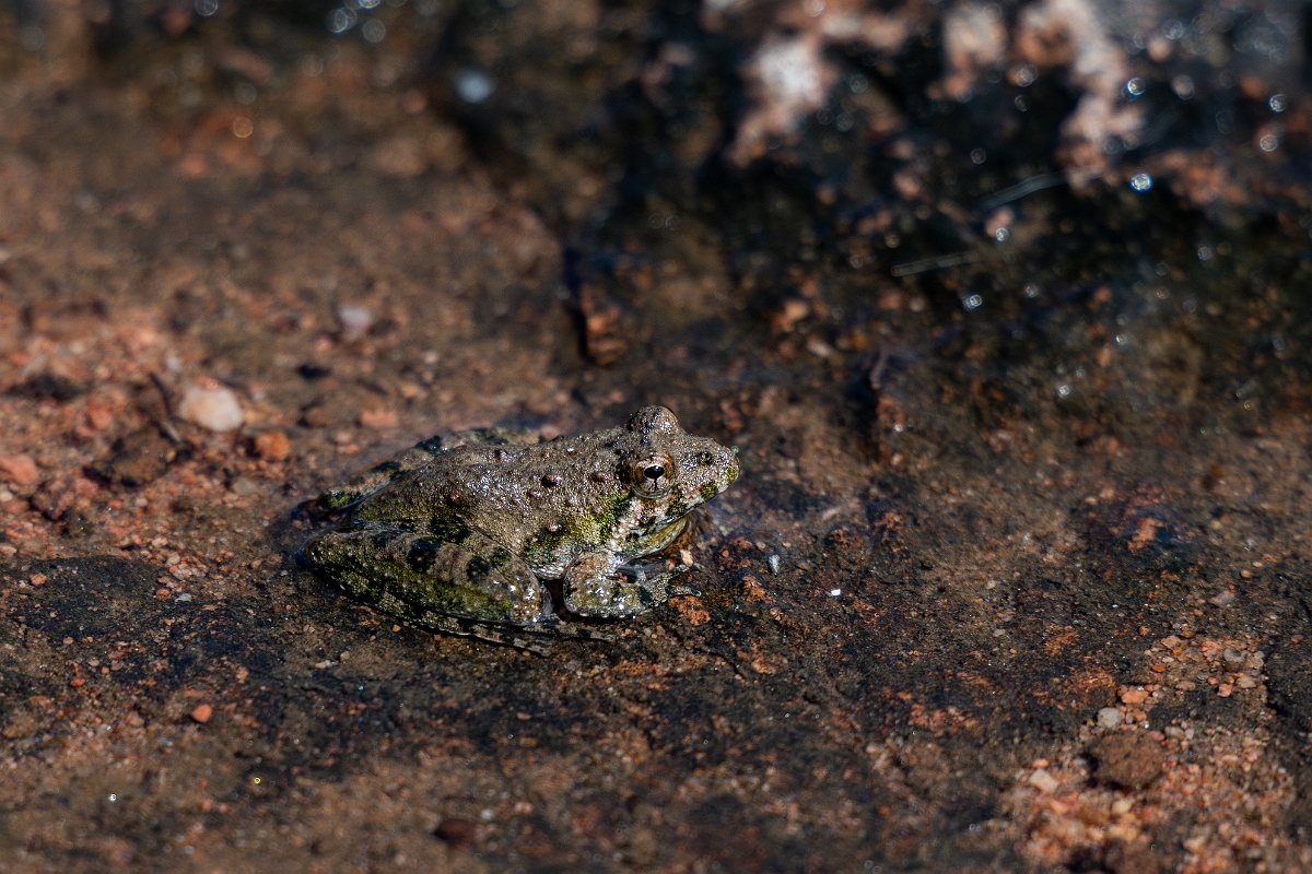 DPPhotography - Texas - Northern cricket frog, Acris crepitans - A.jpg - Northern cricket frog, Acris crepitans - Ink Lake State Park, Texas