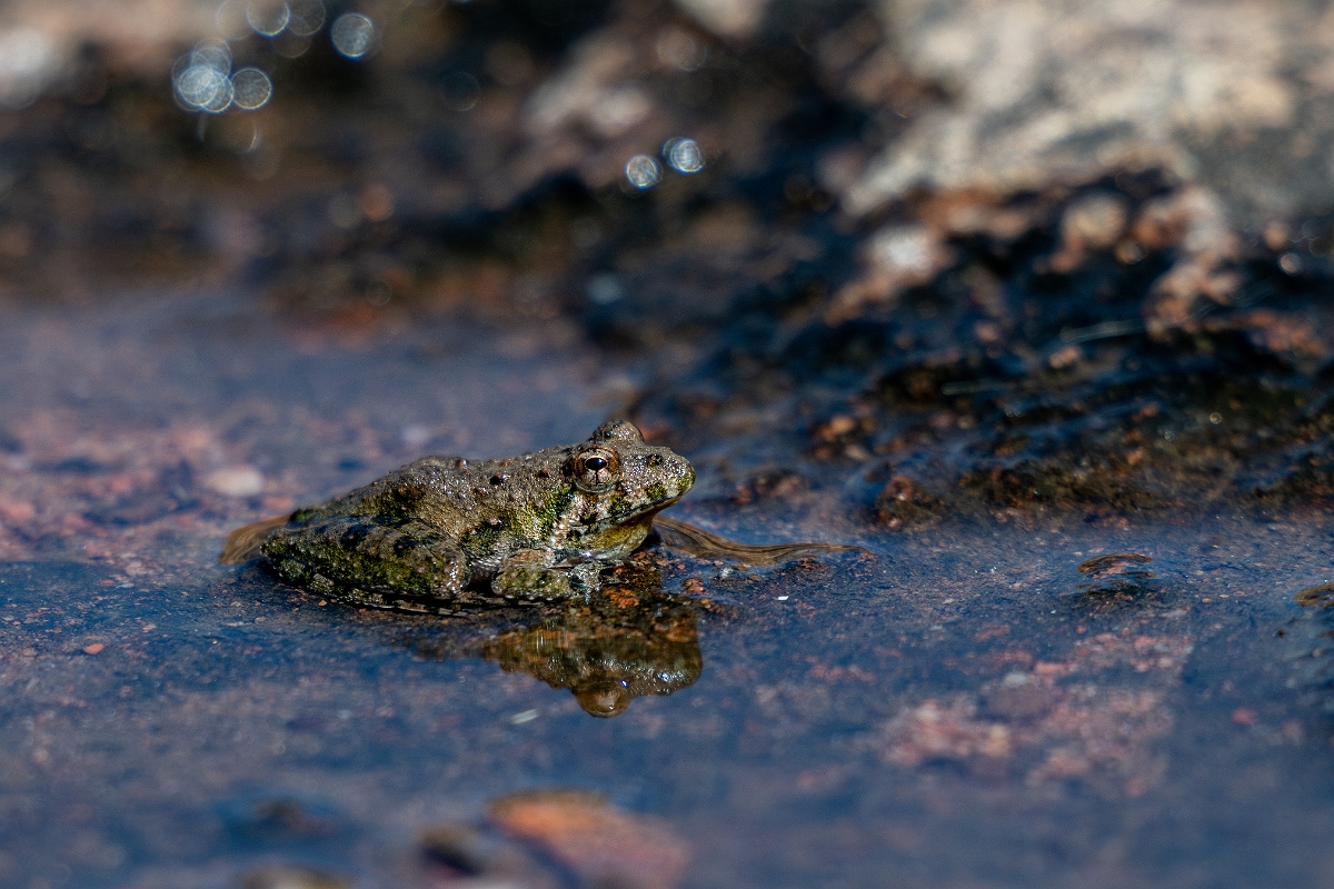 DPPhotography - Texas - Northern cricket frog, Acris crepitans - B.jpg - Northern cricket frog, Acris crepitans - Ink Lake State Park, Texas