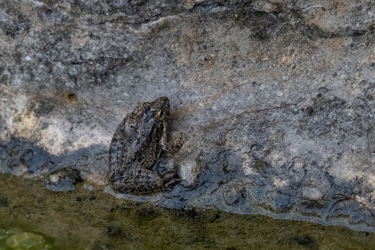 DPPhotography - Texas - Northern cricket frog, Acris crepitans - C.jpg - Northern cricket frog, Acris crepitans - Pedernales Falls State Park, Texas