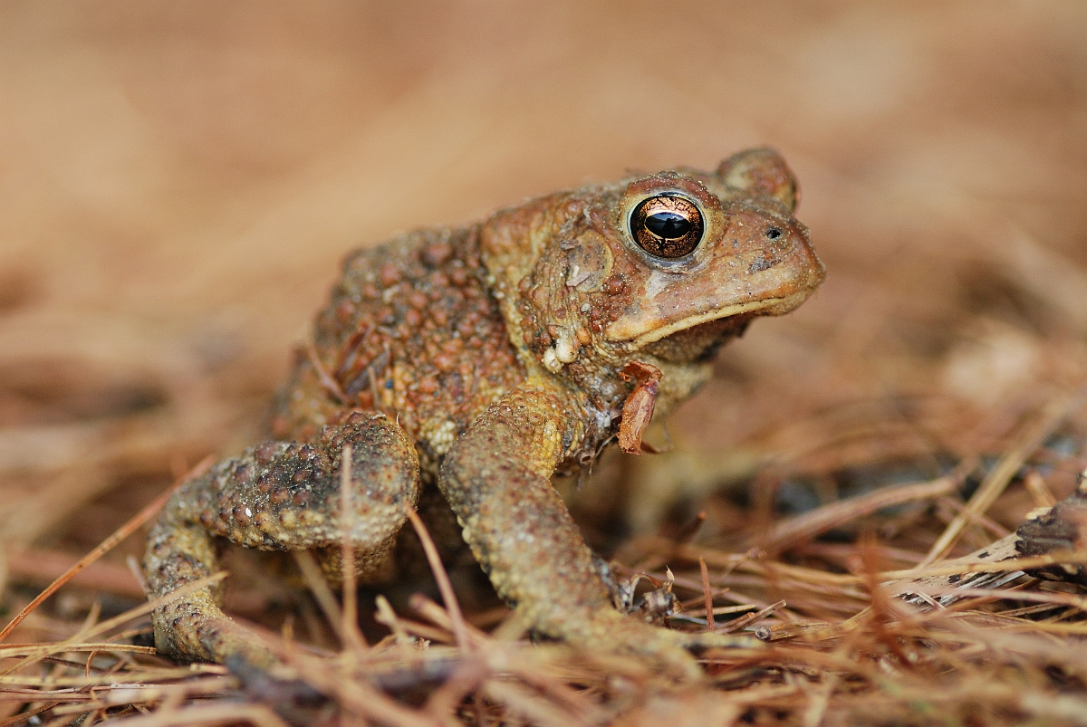 David Plant Photography - Wildlife Photographer - American toad - A.jpg - American toad - White Mountains National Forest, ME