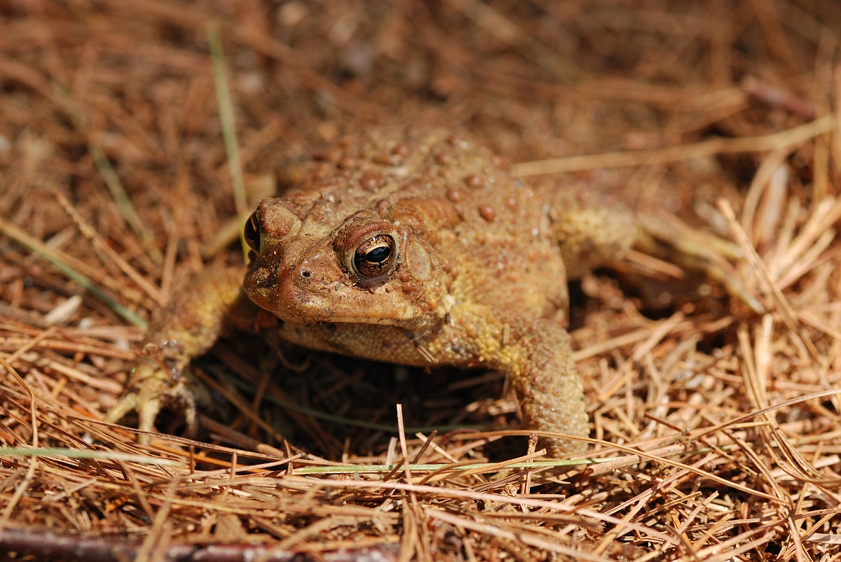 David Plant Photography - Wildlife Photographer - American toad - B.jpg - American toad - White Mountains National Forest, ME
