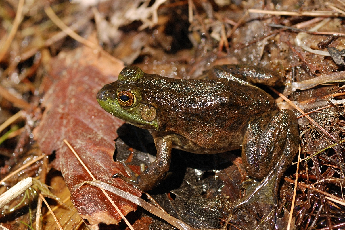 David Plant Photography - Wildlife Photographer - Green frog - A.jpg - Green frog - White Mountains National Forest, ME