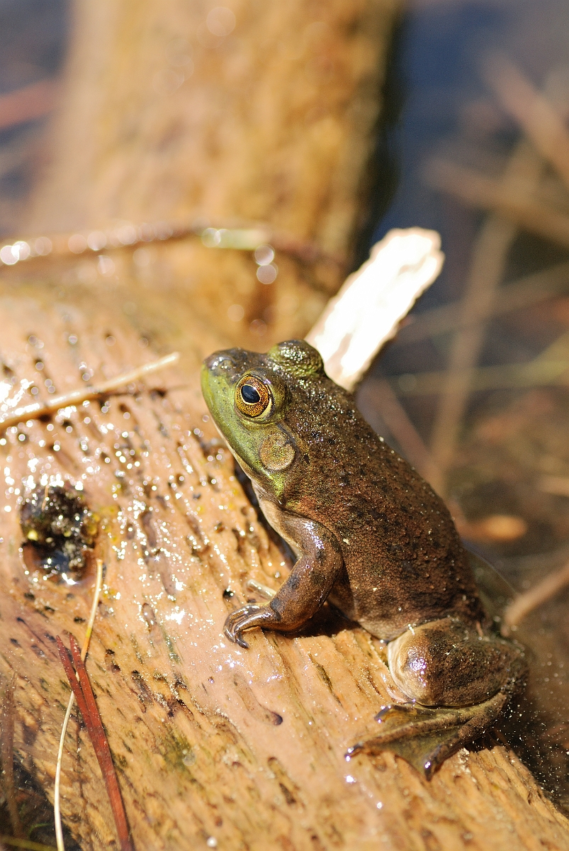 David Plant Photography - Wildlife Photographer - Green frog - B.jpg - Green frog - White Mountains National Forest, ME