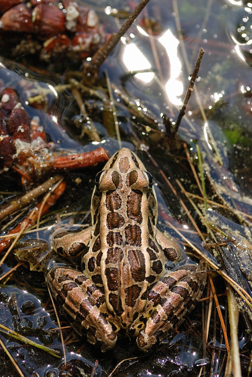 David Plant Photography - Wildlife Photographer - Northern leopard frog - A.jpg - Northern leopard frog - White Mountains National Forest, ME