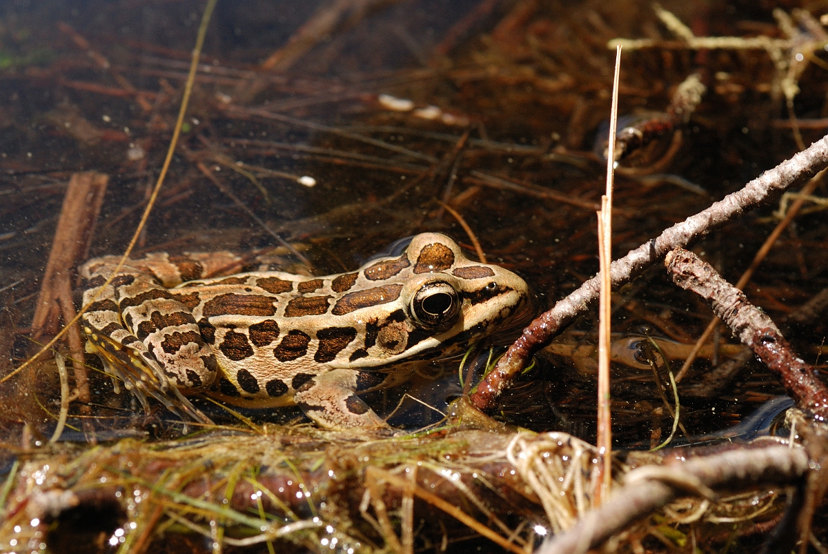 David Plant Photography - Wildlife Photographer - Northern leopard frog - B.jpg - Northern leopard frog - White Mountains National Forest, ME