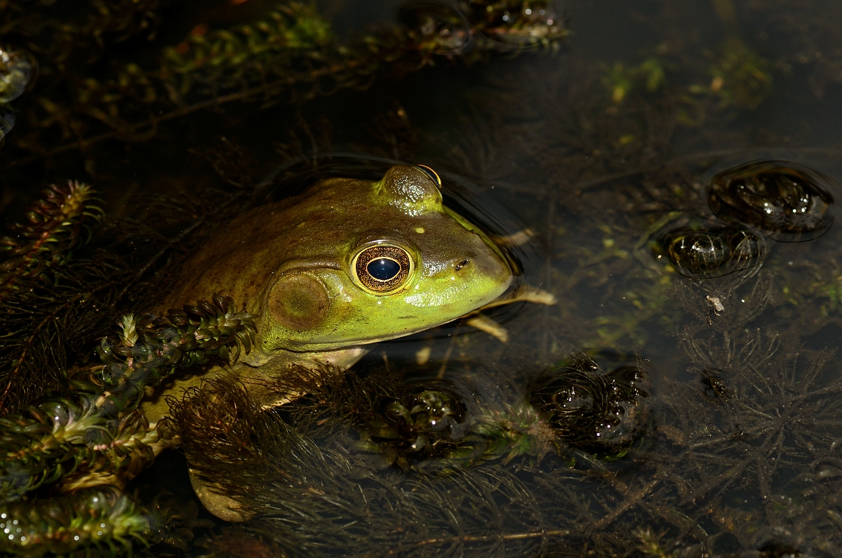 David Plant Photography - Wildlife Photography - Green frog - C.jpg - Green frog - Willowdale State Forest, MA