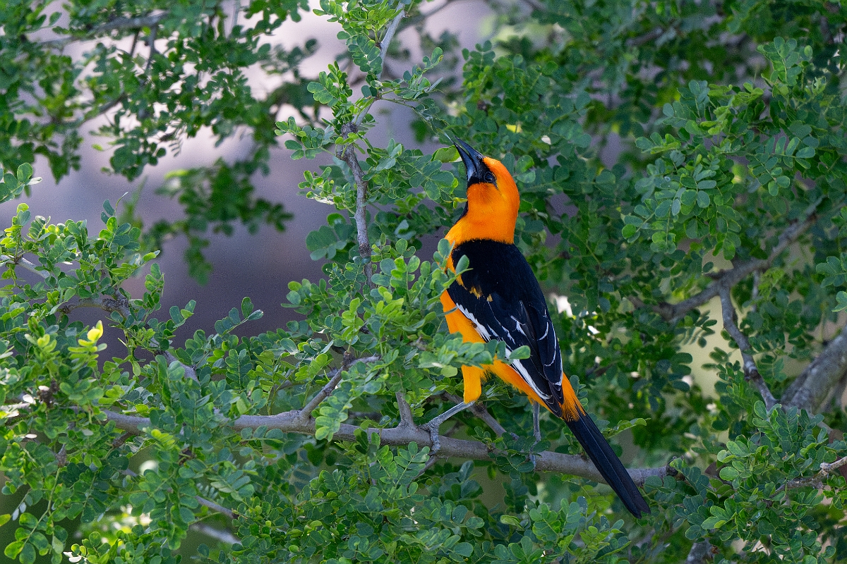 DPPhotography - Texas - Altamira oriole - D.jpg - Altamire oriole - Santa Ana NWR, Texas