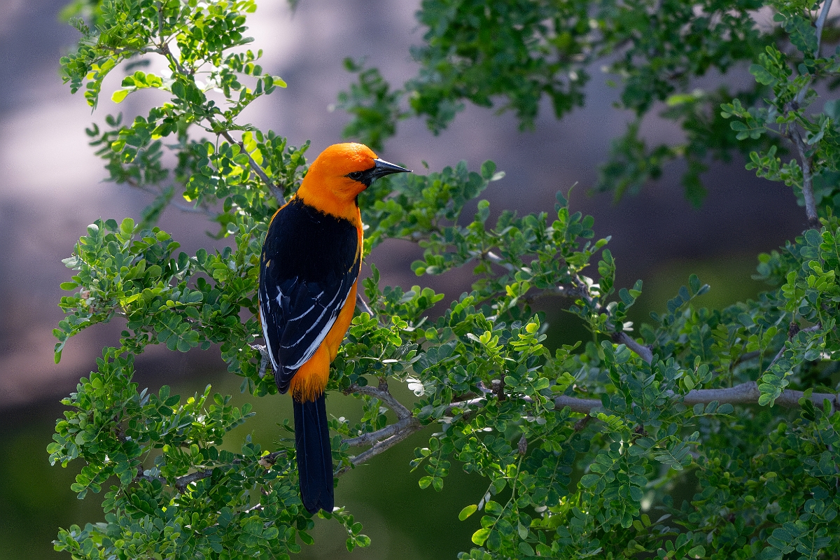 DPPhotography - Texas - Altamira oriole - E.jpg - Altamire oriole - Santa Ana NWR, Texas