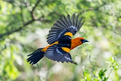 DPPhotography - Texas - Altamira oriole - A