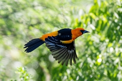 DPPhotography - Texas - Altamira oriole - B