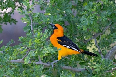 DPPhotography - Texas - Altamira oriole - C