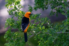 DPPhotography - Texas - Altamira oriole - E
