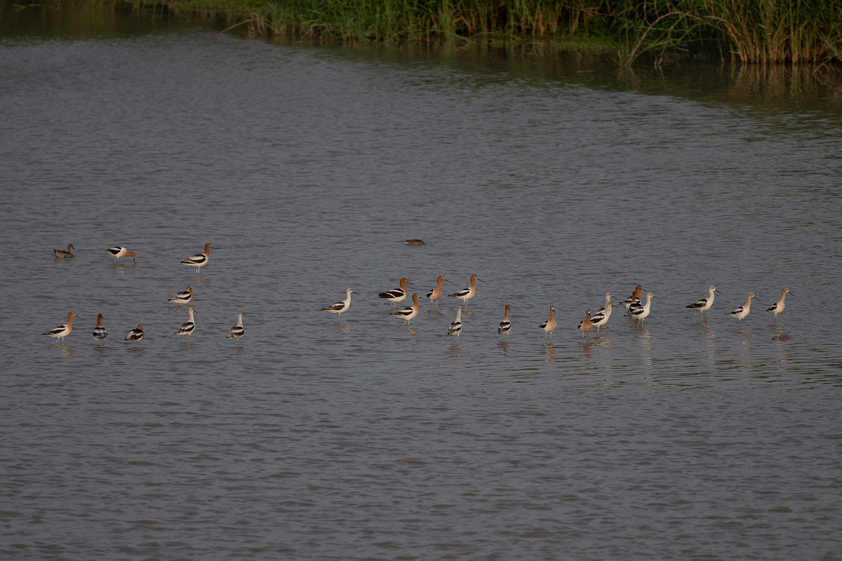 DPPhotography - Texas - American avocet - C.jpg - American avocet - Estero Llano Grande State Park, Texas