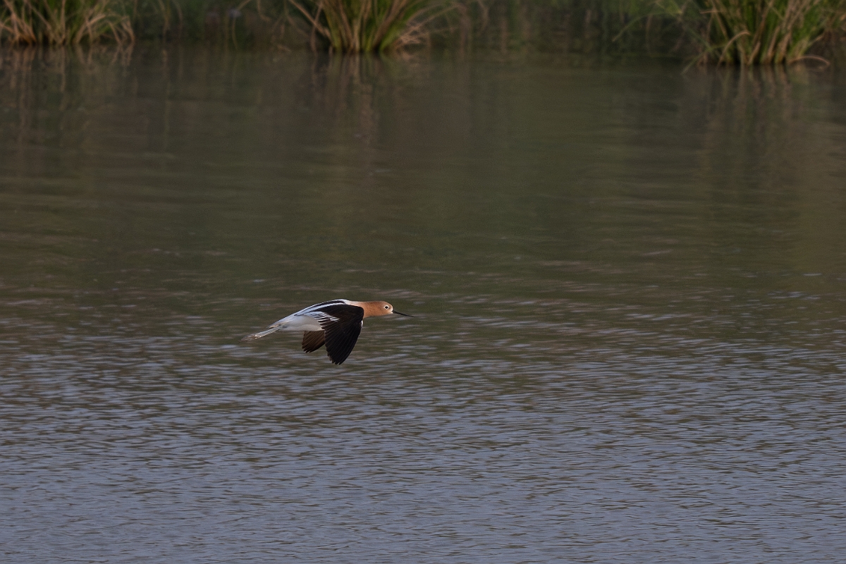 DPPhotography - Texas - American avocet - D.jpg - American avocet - Estero Llano Grande State Park, Texas