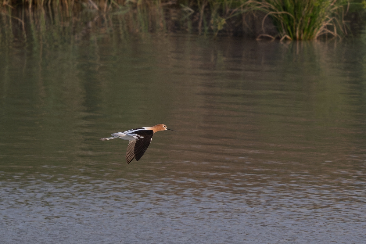 DPPhotography - Texas - American avocet - E.jpg - American avocet - Estero Llano Grande State Park, Texas