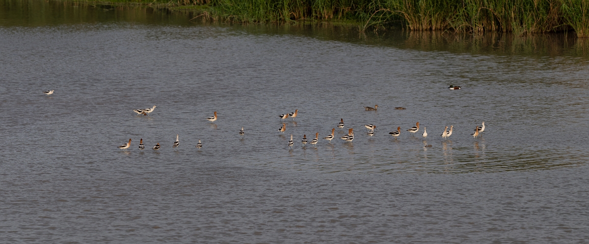 DPPhotography - Texas - American avocet - F.jpg - American avocet - Estero Llano Grande State Park, Texas