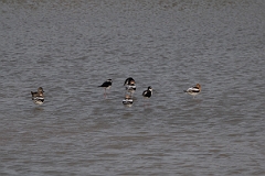 DPPhotography - Texas - American avocet - A