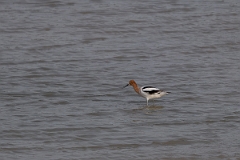 DPPhotography - Texas - American avocet - B