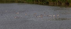 DPPhotography - Texas - American avocet - F
